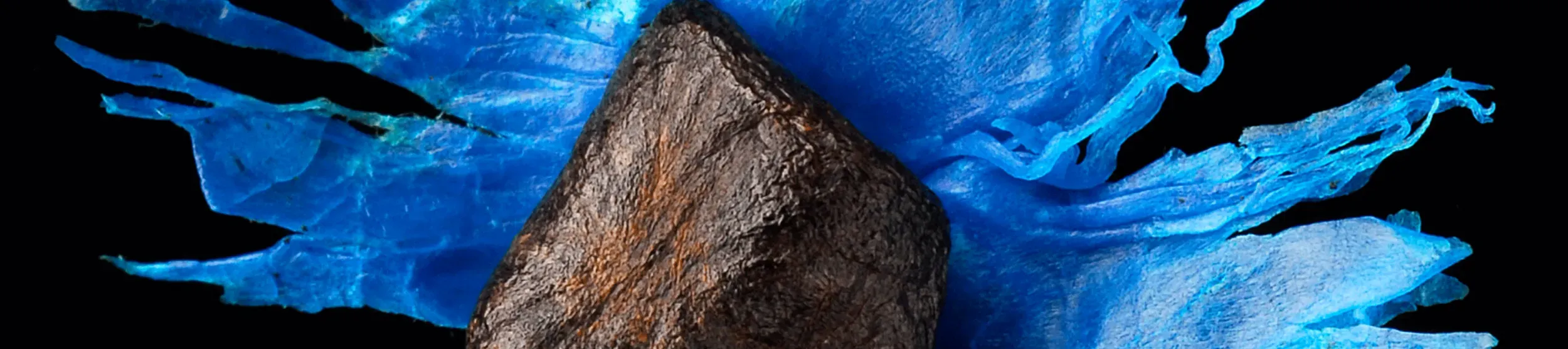 Seed of a Ravenala madagascariensis under microscope