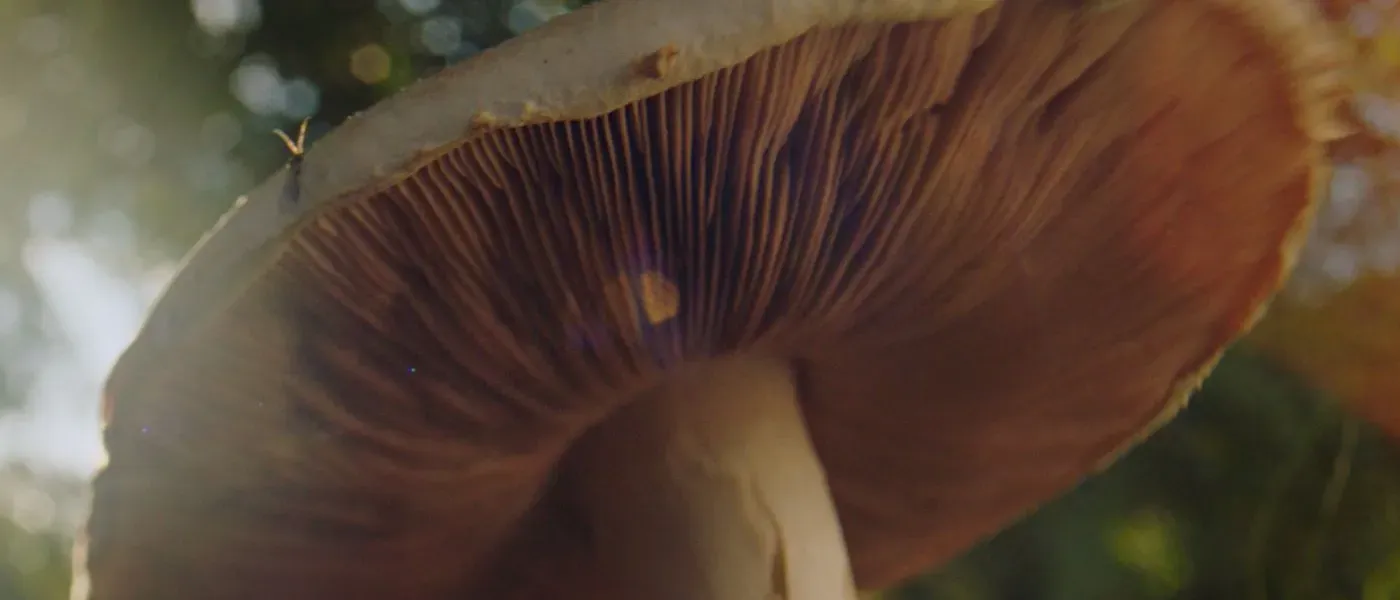 Close up of underside of toadstall with gills
