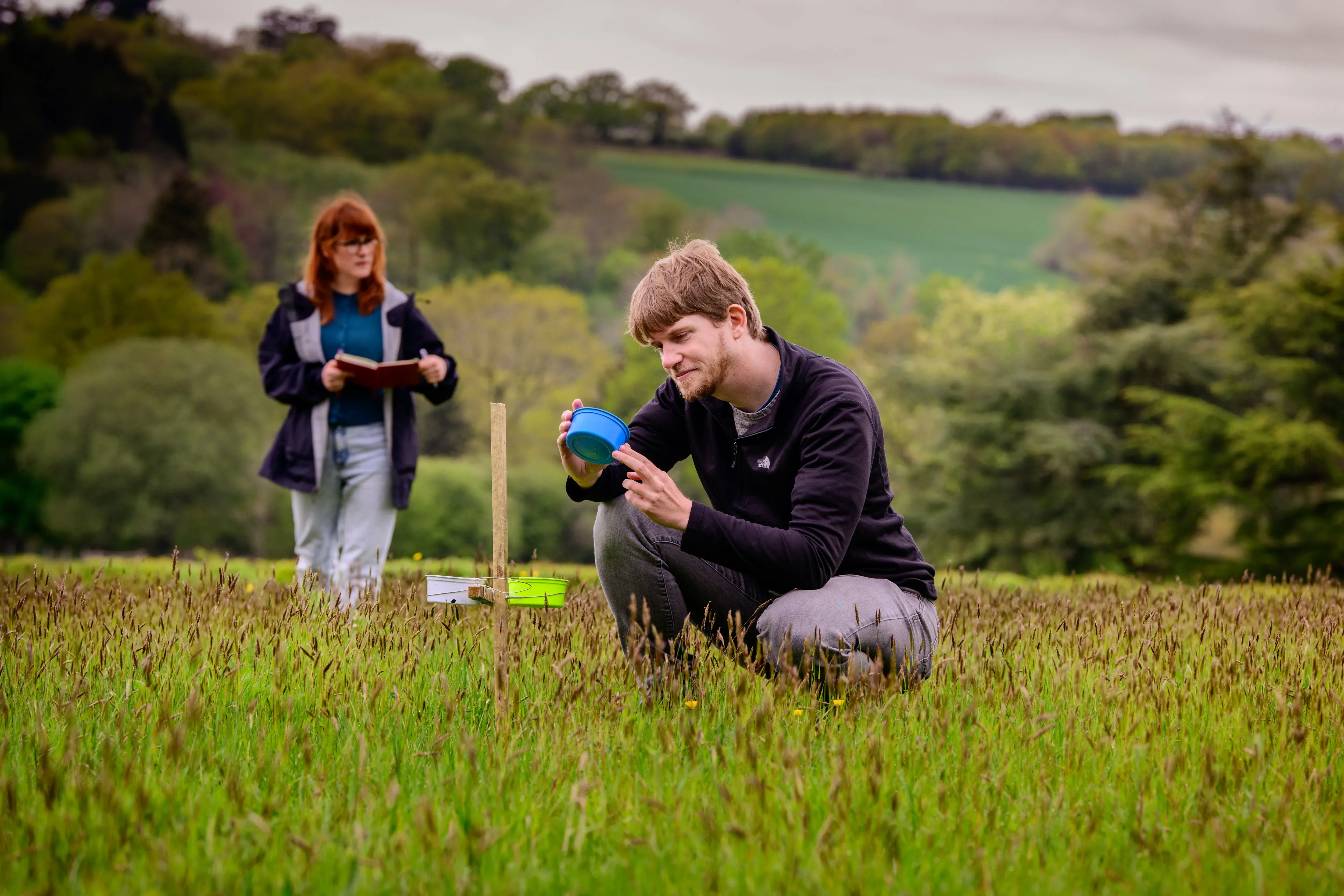 Two researchers kneeling down in a field inspecting plants and pollinators