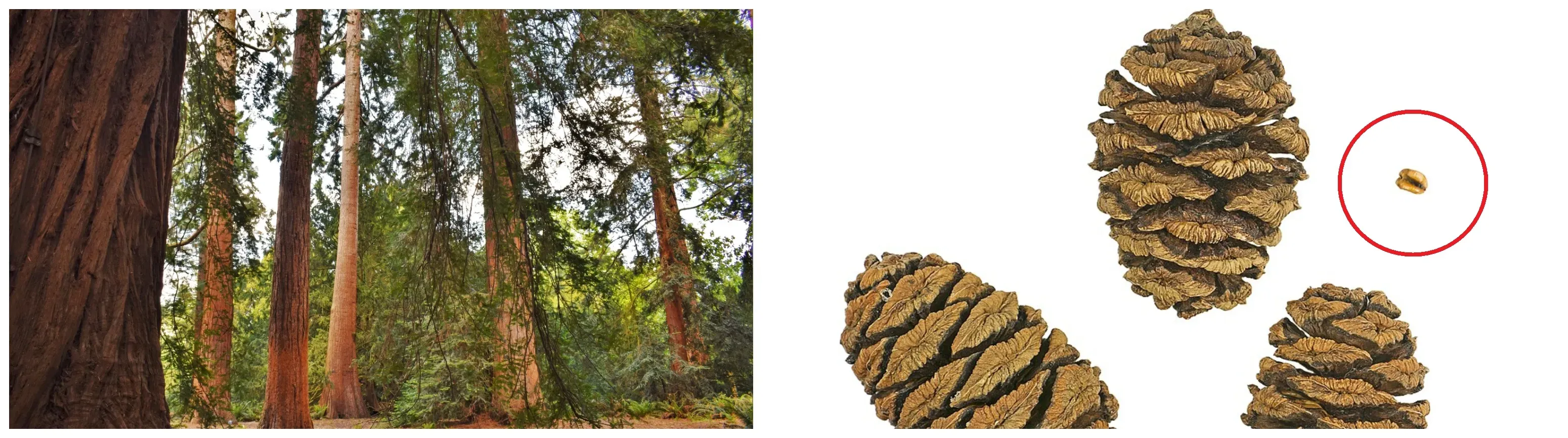 Photo of giant redwood trees next to photo of their cones with a red circle marking a small, light brown seed
