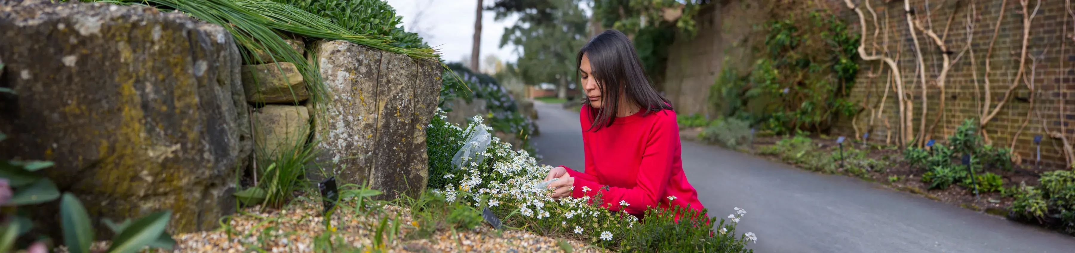 Kew researcher looking at bags over plants in RBG Kew