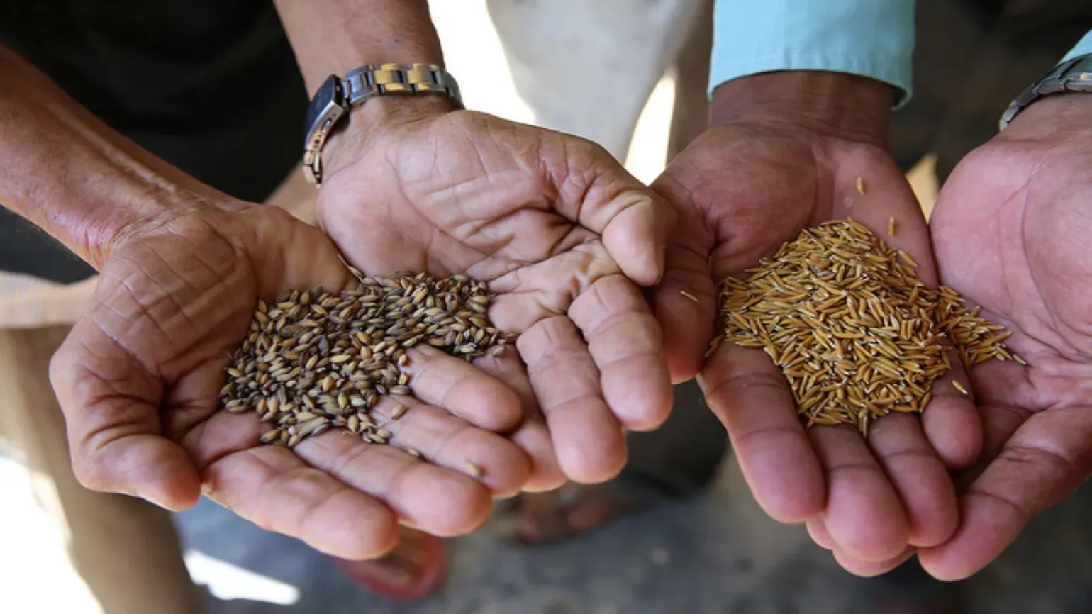 Rice seeds in hands, Nepal