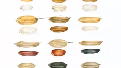 Botanical illustration of variety of rice seeds