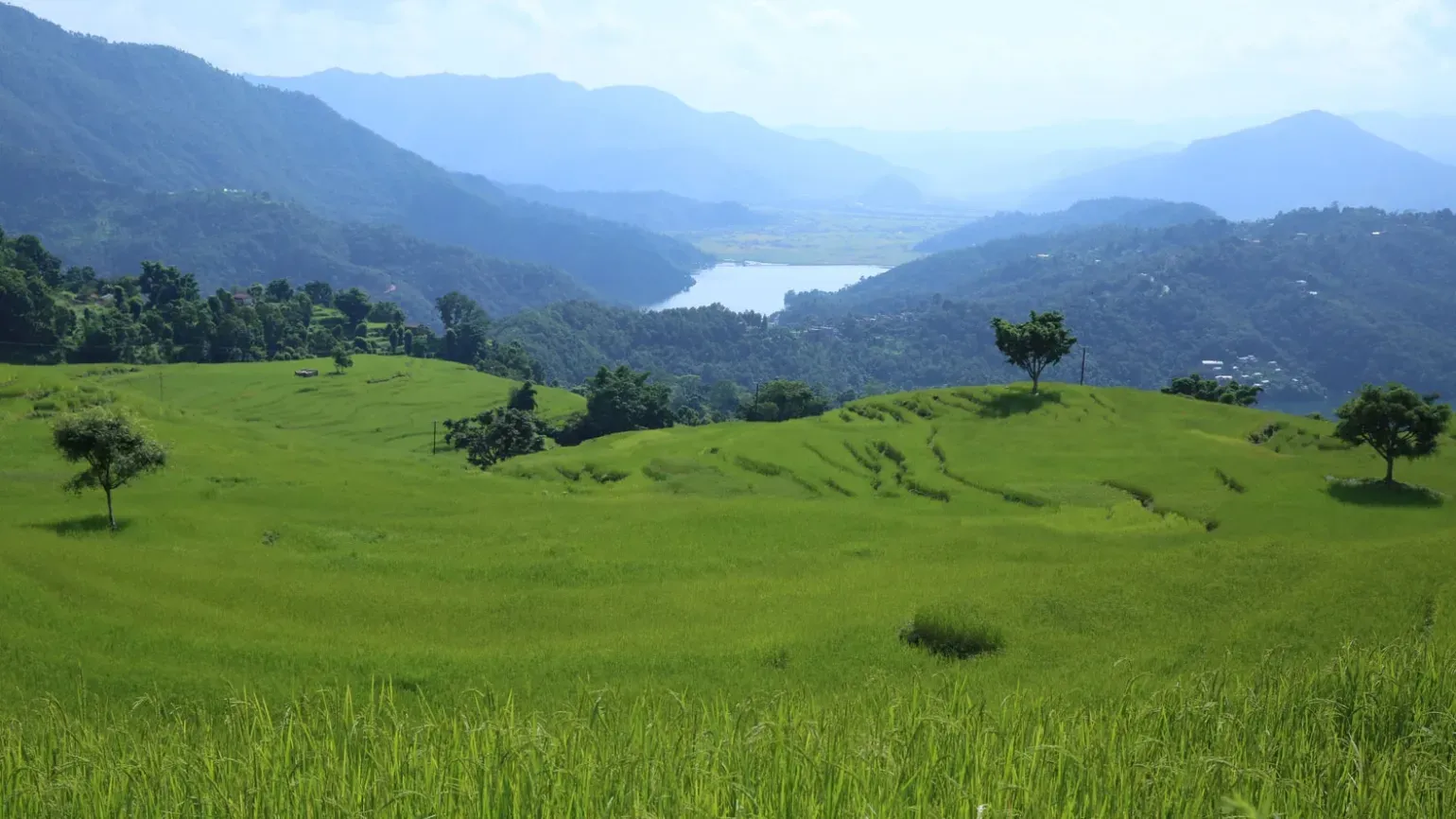 A hilly landscape with green rice plants growing
