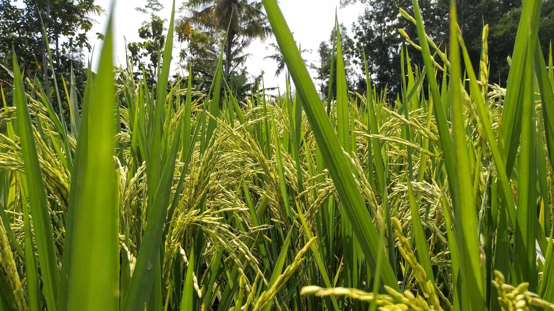 Rice paddy close up