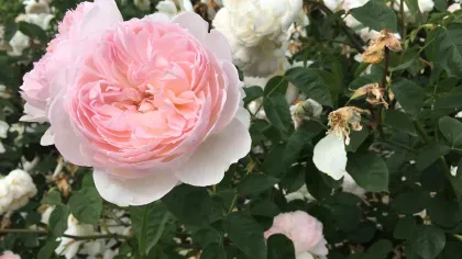 Rose Garden, RBG Kew