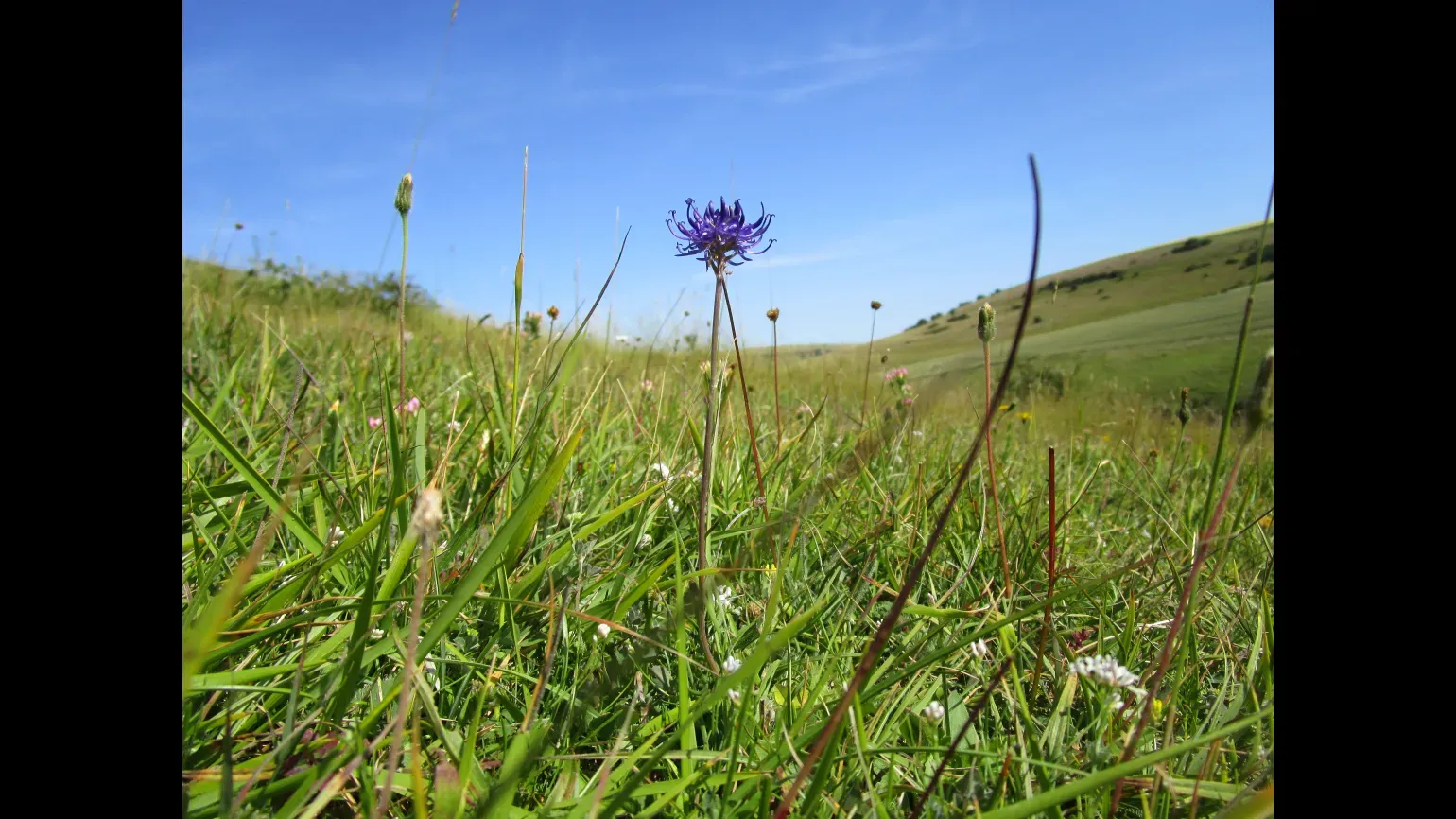 A round headed rampion flower in a grassland