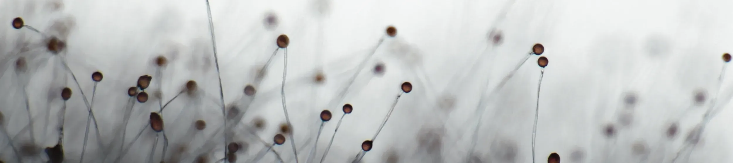 Macro close up of plants 