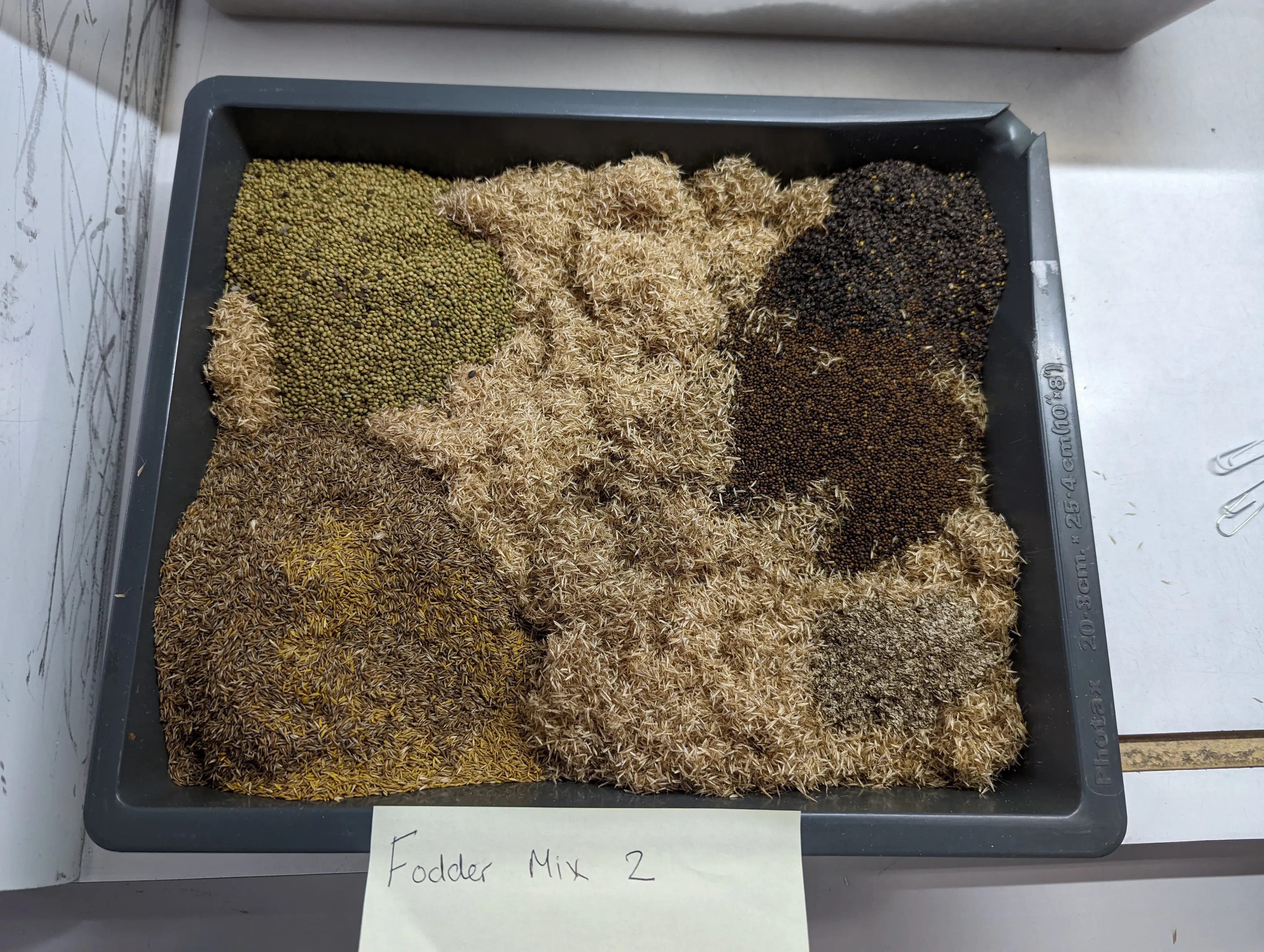 A tray filled with different seeds