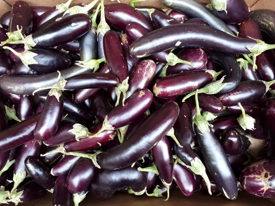 Many deep purple aubergine fruits with green tops