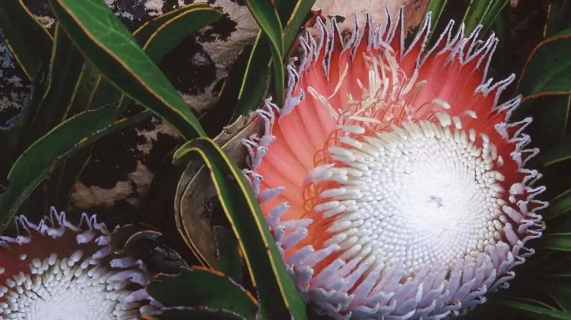 A large white and pink snow protea