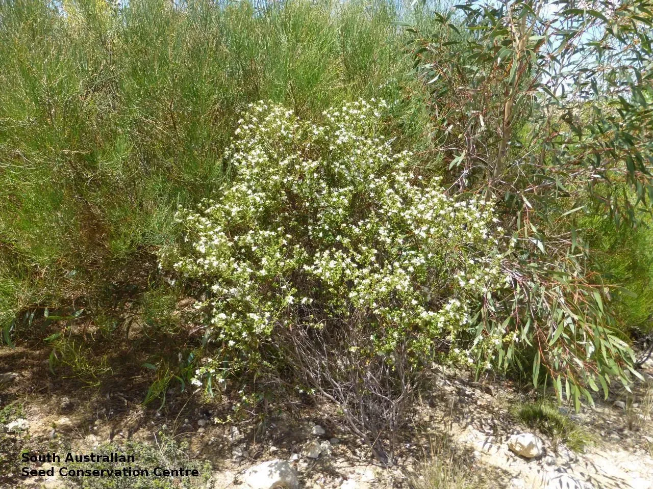 A bushy plant is in full bloom, covered in tiny white flowers