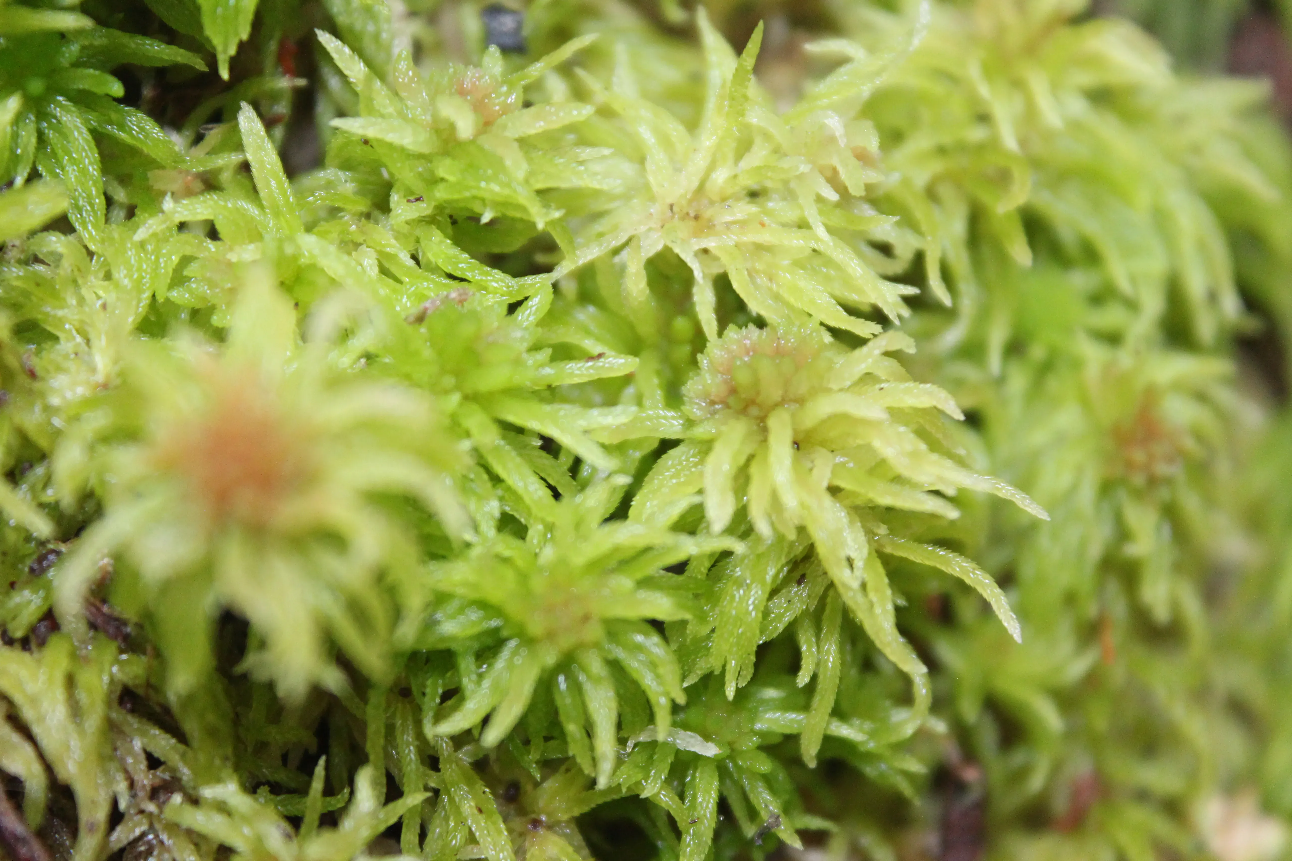 Pale green sphagnum moss