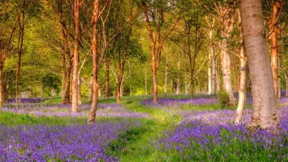A woodland in springtime with a carpet of purple bluebell flowers