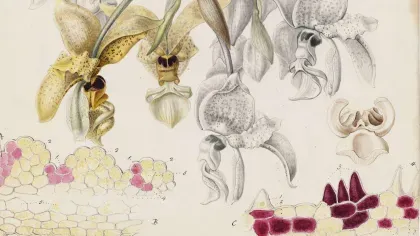 Illustration of orchid plant and flowers by Sarah Ann Drake