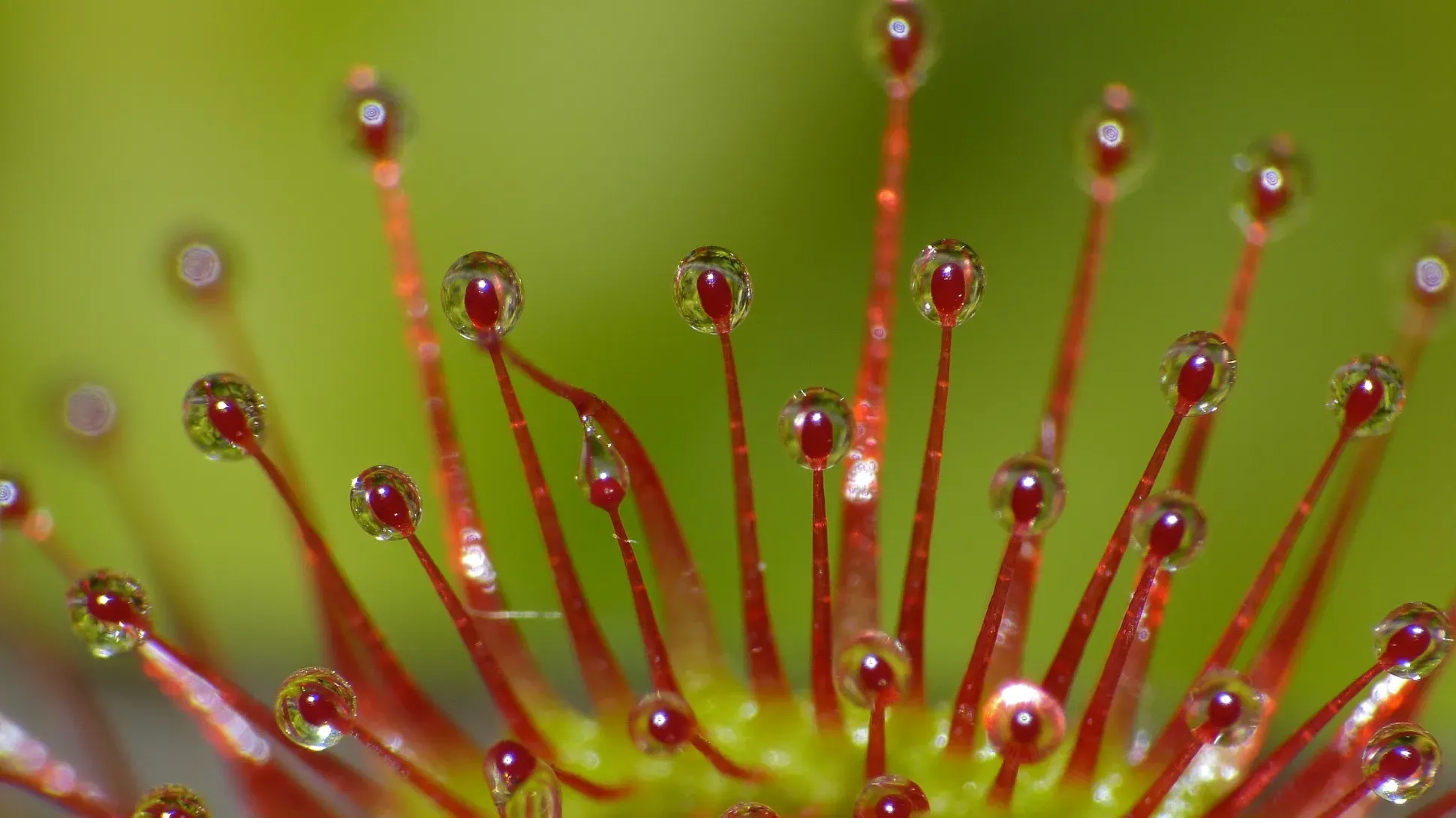 Long red filaments with a drop of shiny liquid at the end of each.