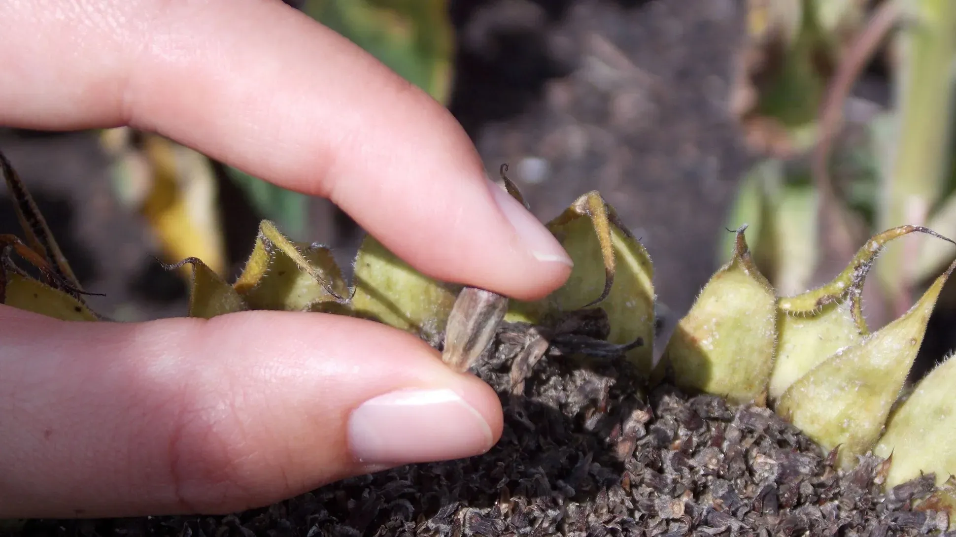 A white hand holding a sunflower seed removed from a sunflower head