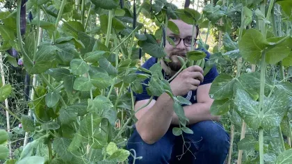 A researcher squats in a dense crop of pea plants.