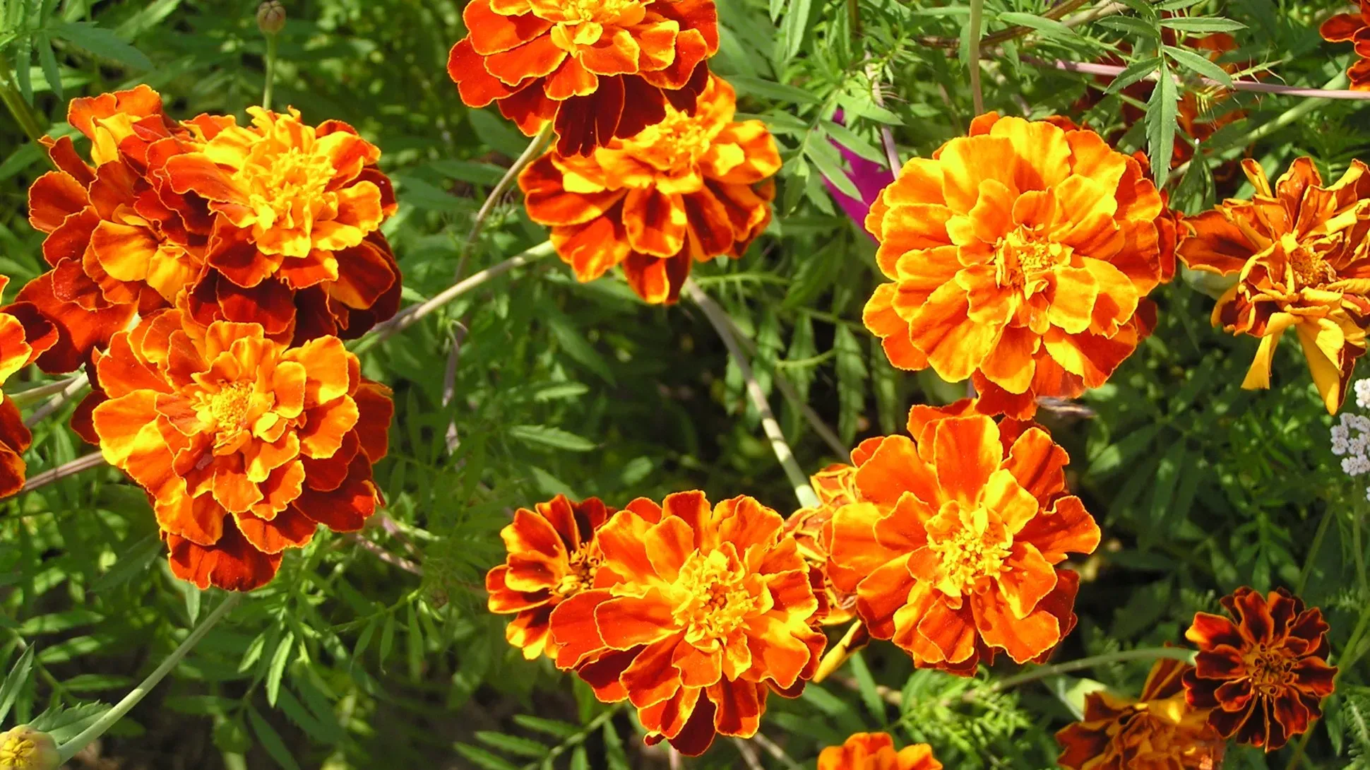 red and orange mottled flowers with many petals