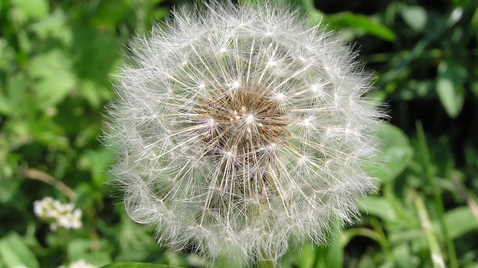 A white dandelion clock