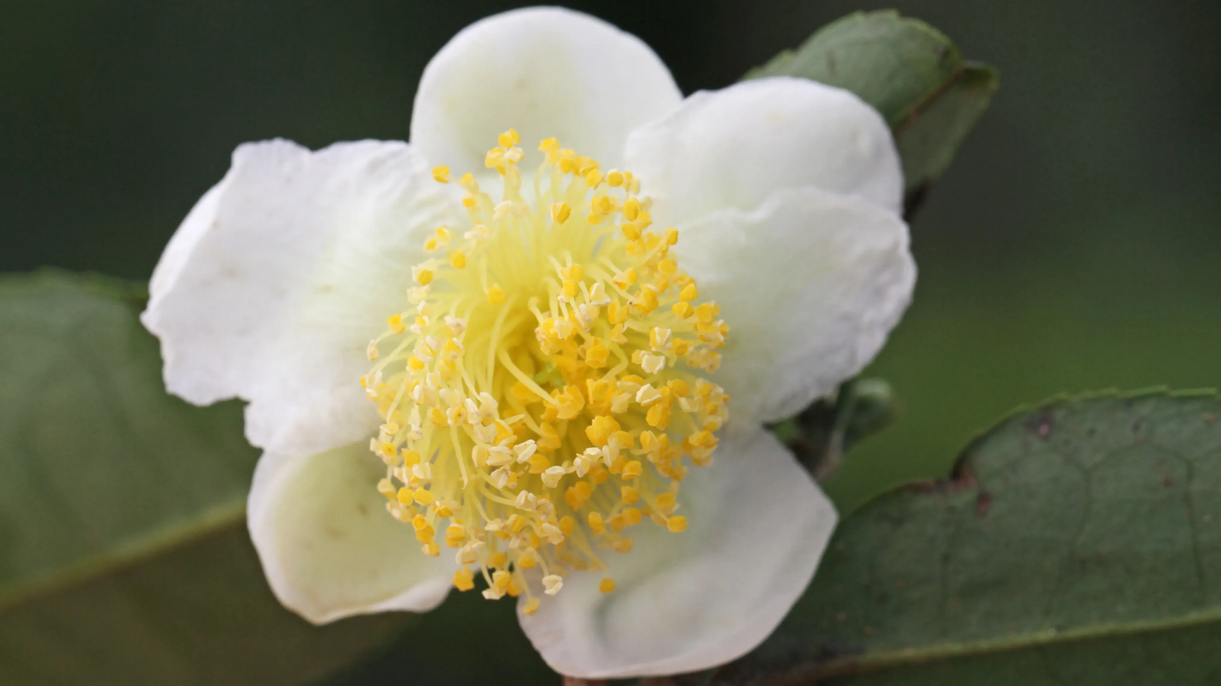 Delicate, white flower of a tea plant