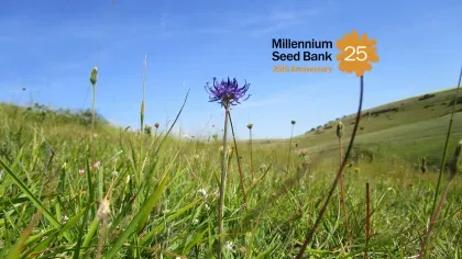 A round headed rampion flower in a meadow. The logos of the Millennium Seed Bank 25th anniversary and the Changing Chaulk project are overlaid