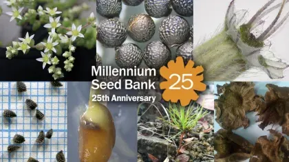 Seeds or plants of seven species are overlaid with the logo "Millennium Seed Bank 25th Anniversary"