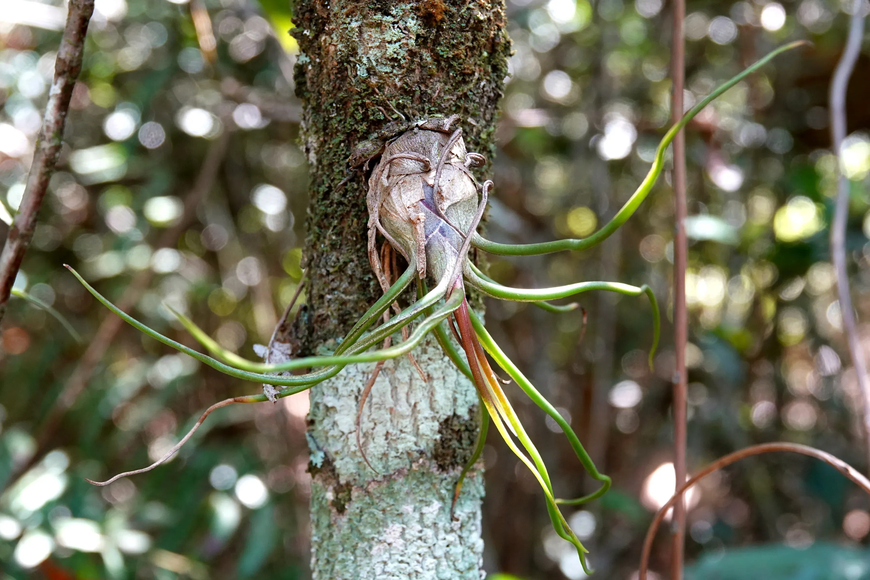 Tillandsia bulbosa on a trunk of a tree.