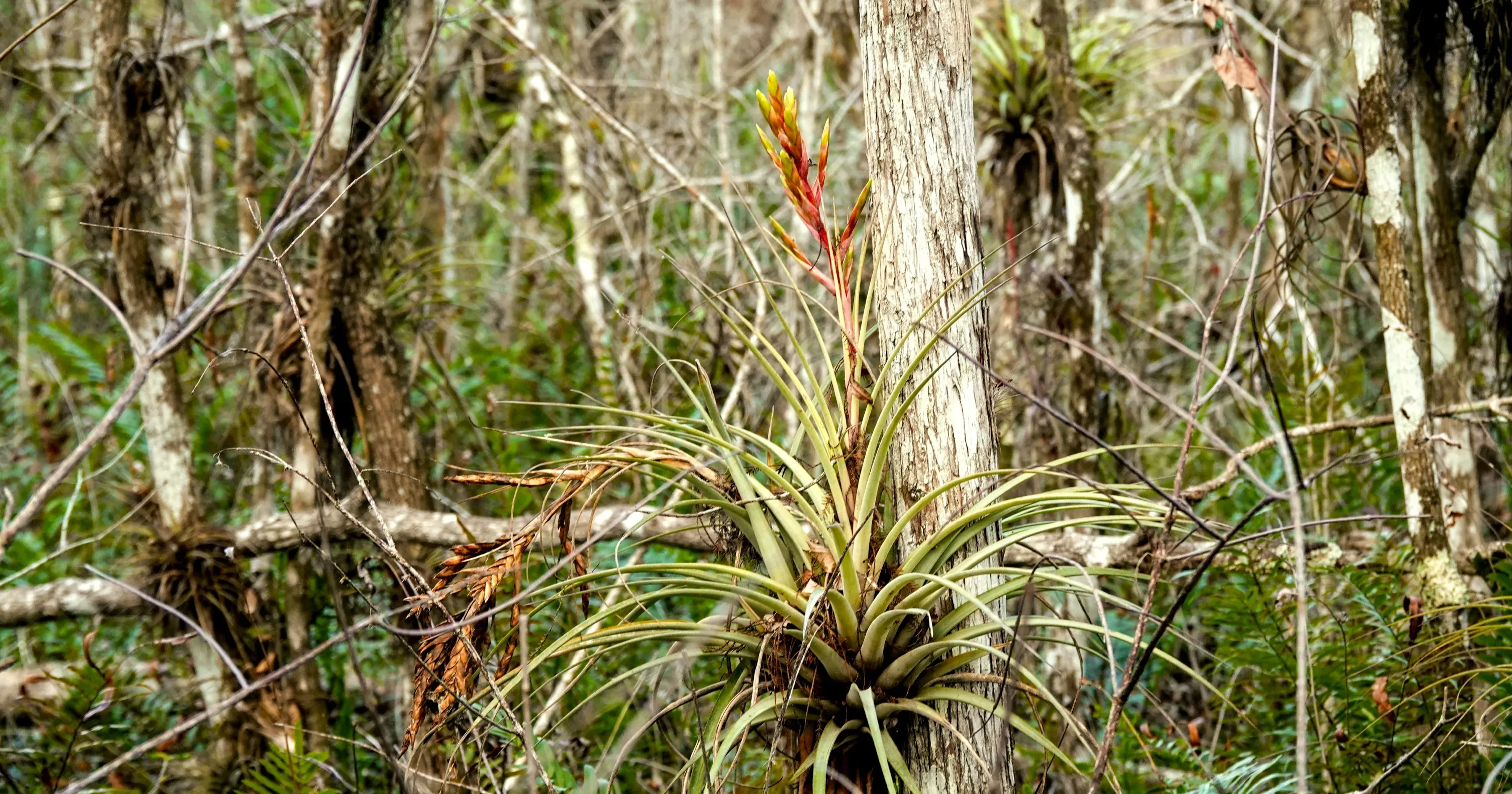 Tillandsia fasciculata flowering on a tree trunk.