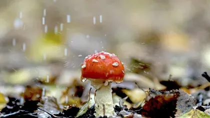 Small toadstool in the rain