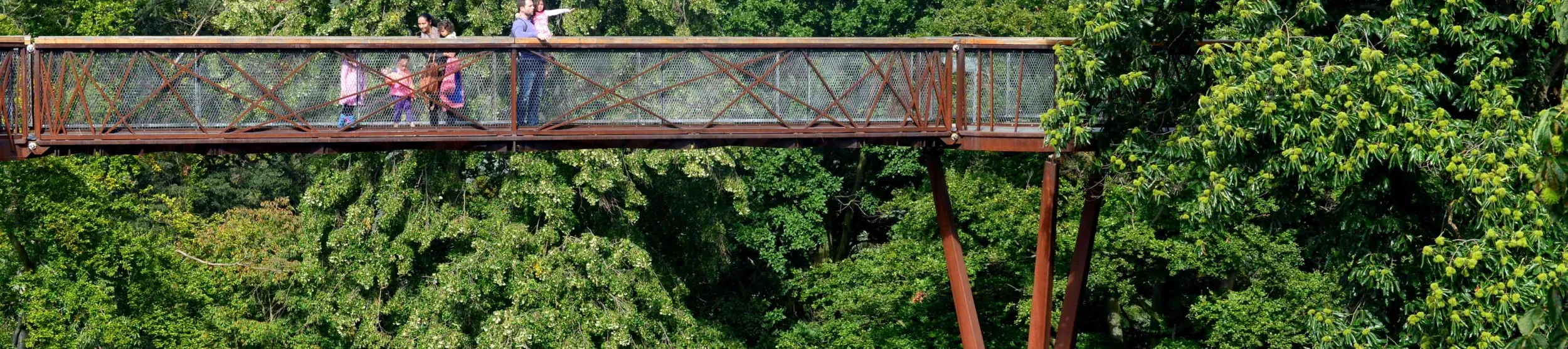 A view of the Treetop walkway 