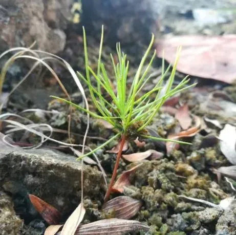 A pine seedling emerging from soil