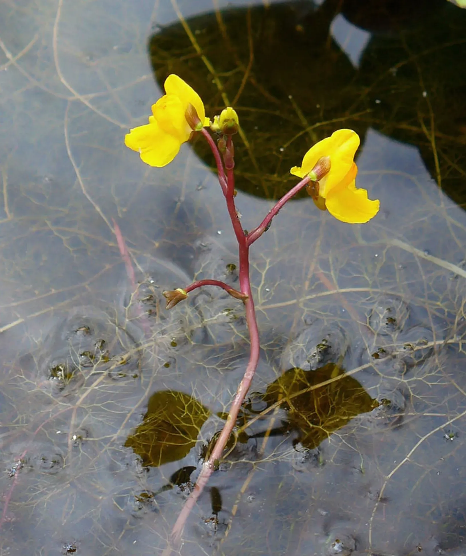 Common Bladderwort (Utricularia vulgaris) yellow flowers