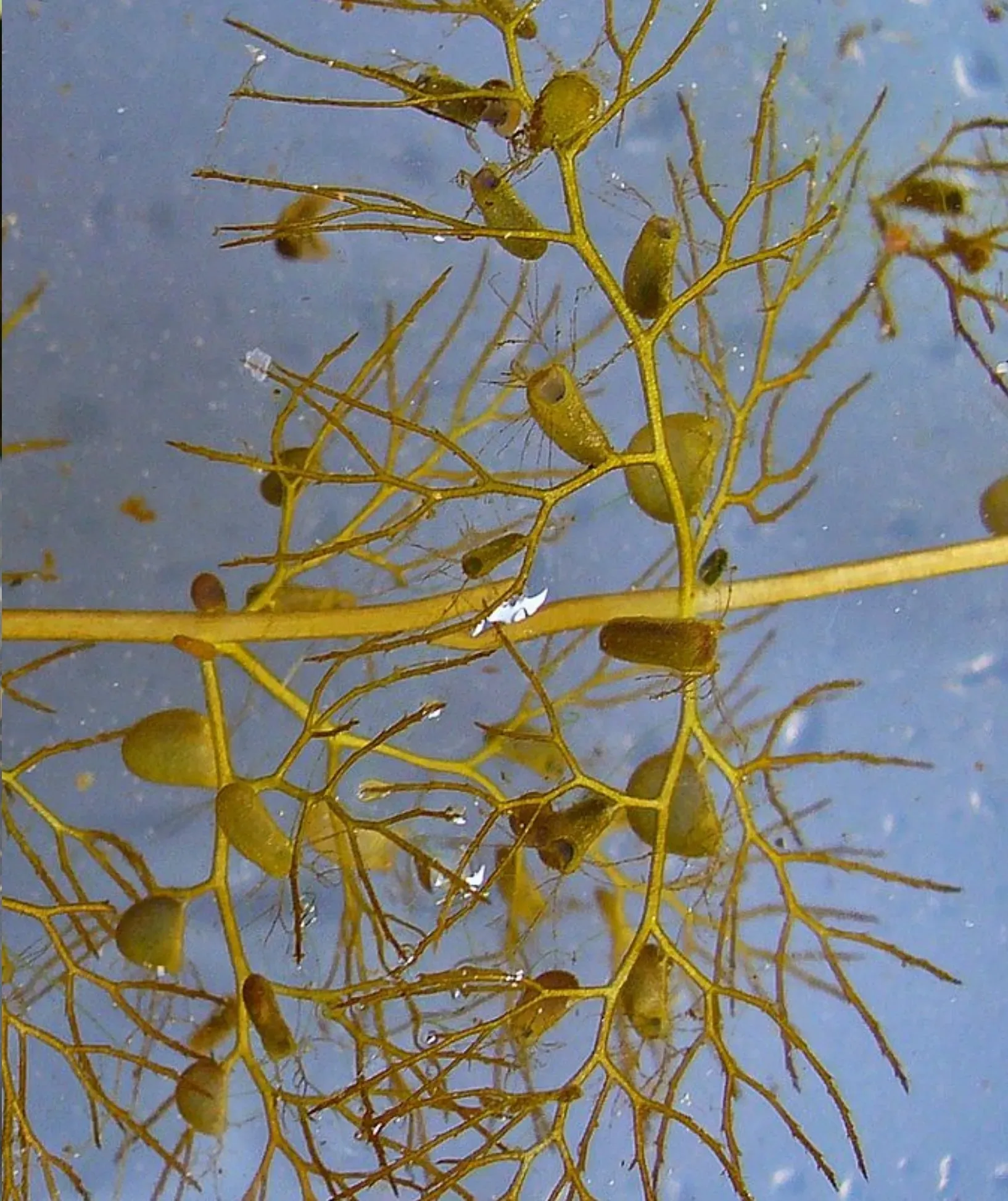Common Bladderwort (Utricularia vulgaris) bladder traps