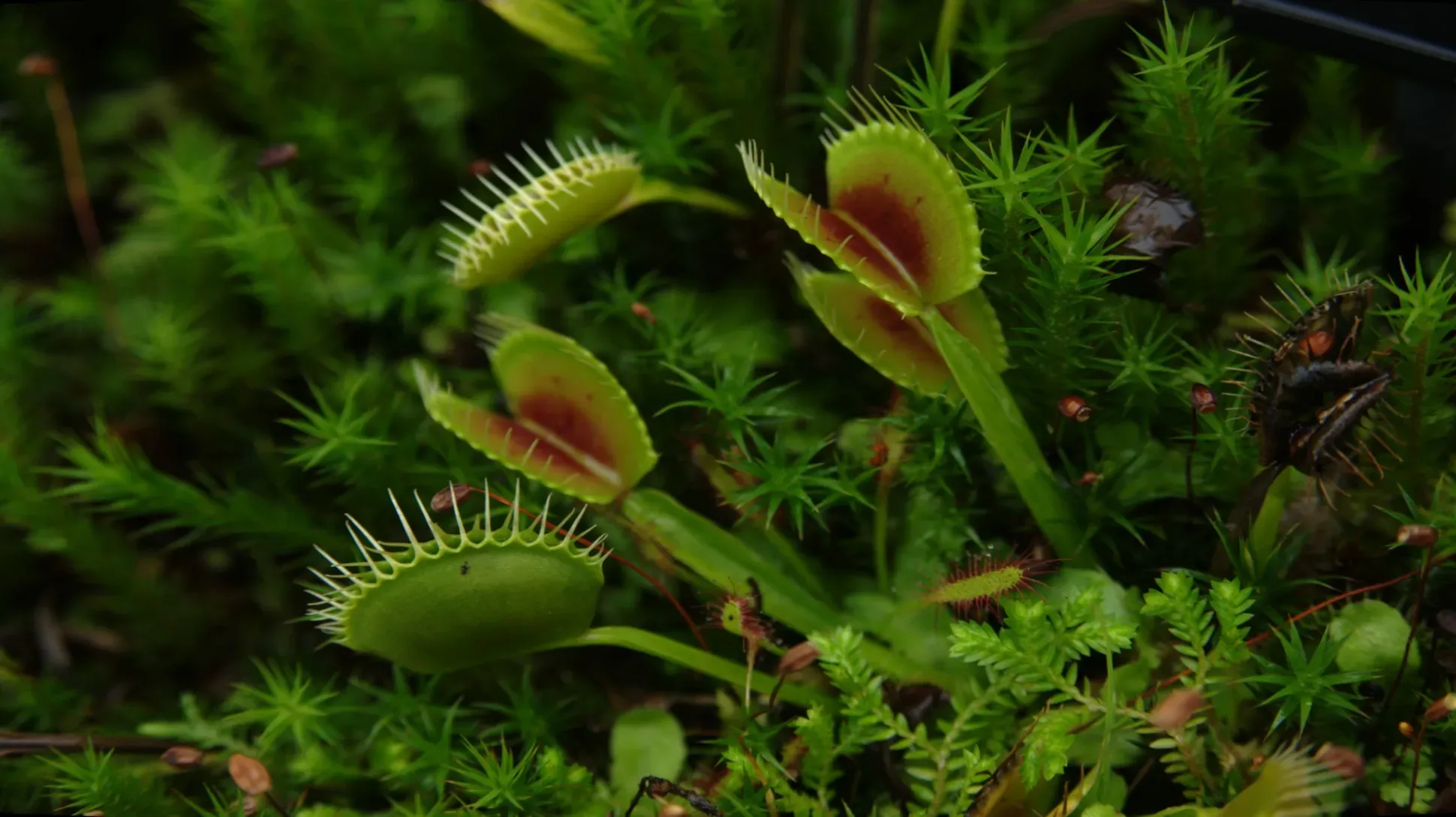 Several green venus flytrap leaves with red internal leaves