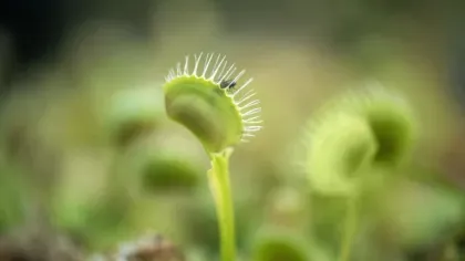 Modified leaf with toothed edge, consuming a fly