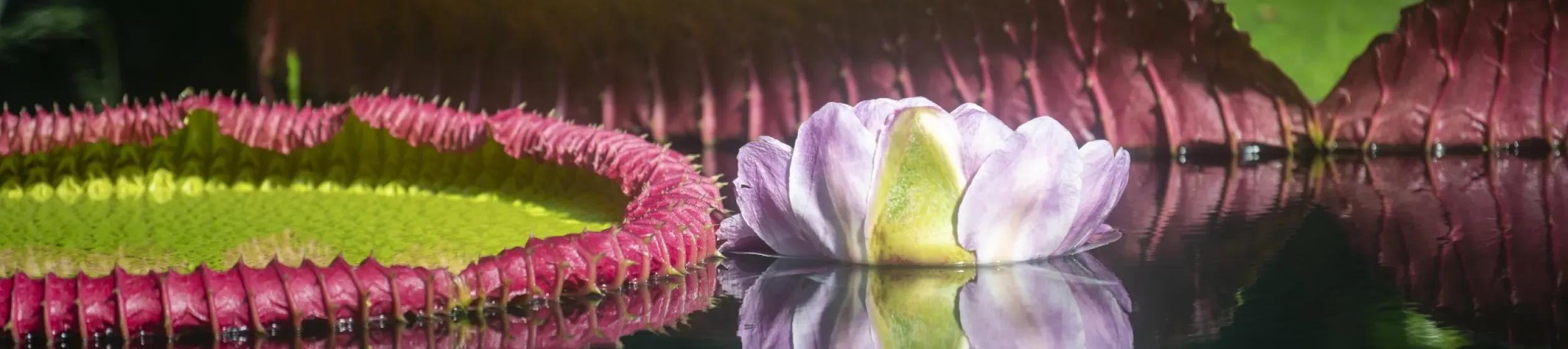Prickly leaves and large, pink flower of giant waterlily