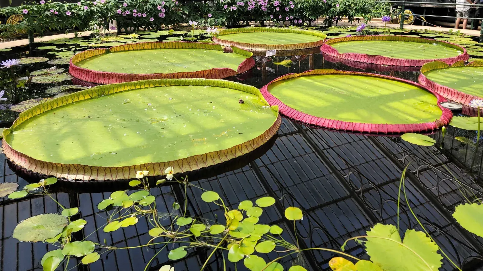 Giant waterlily pads with upturned red rims growing in a sunny pond lined with purple flowers