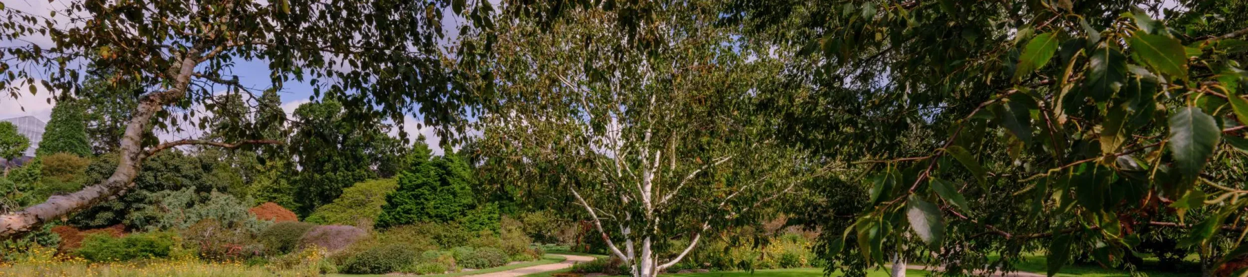 A birch tree growing in grass next to a path flanked by larger trees
