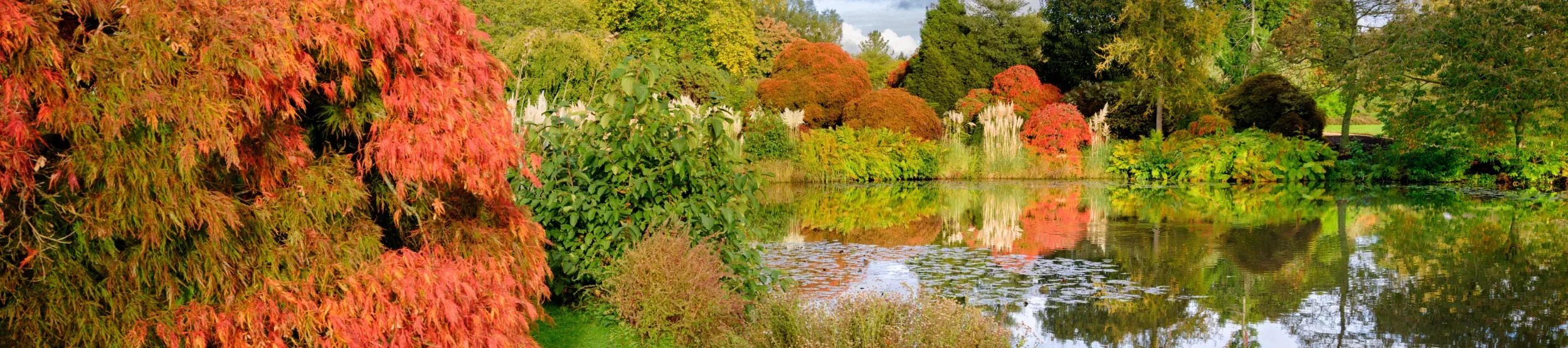Autumnal trees and grasses reflected in a still pond