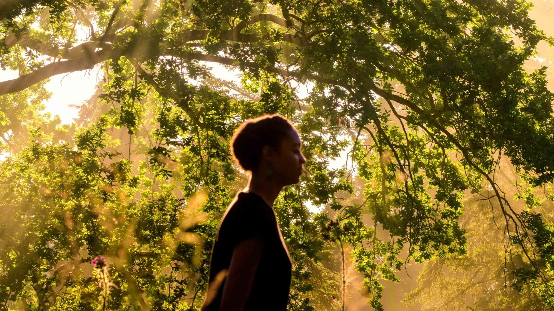 A person silhouetted against the sun shining through trees
