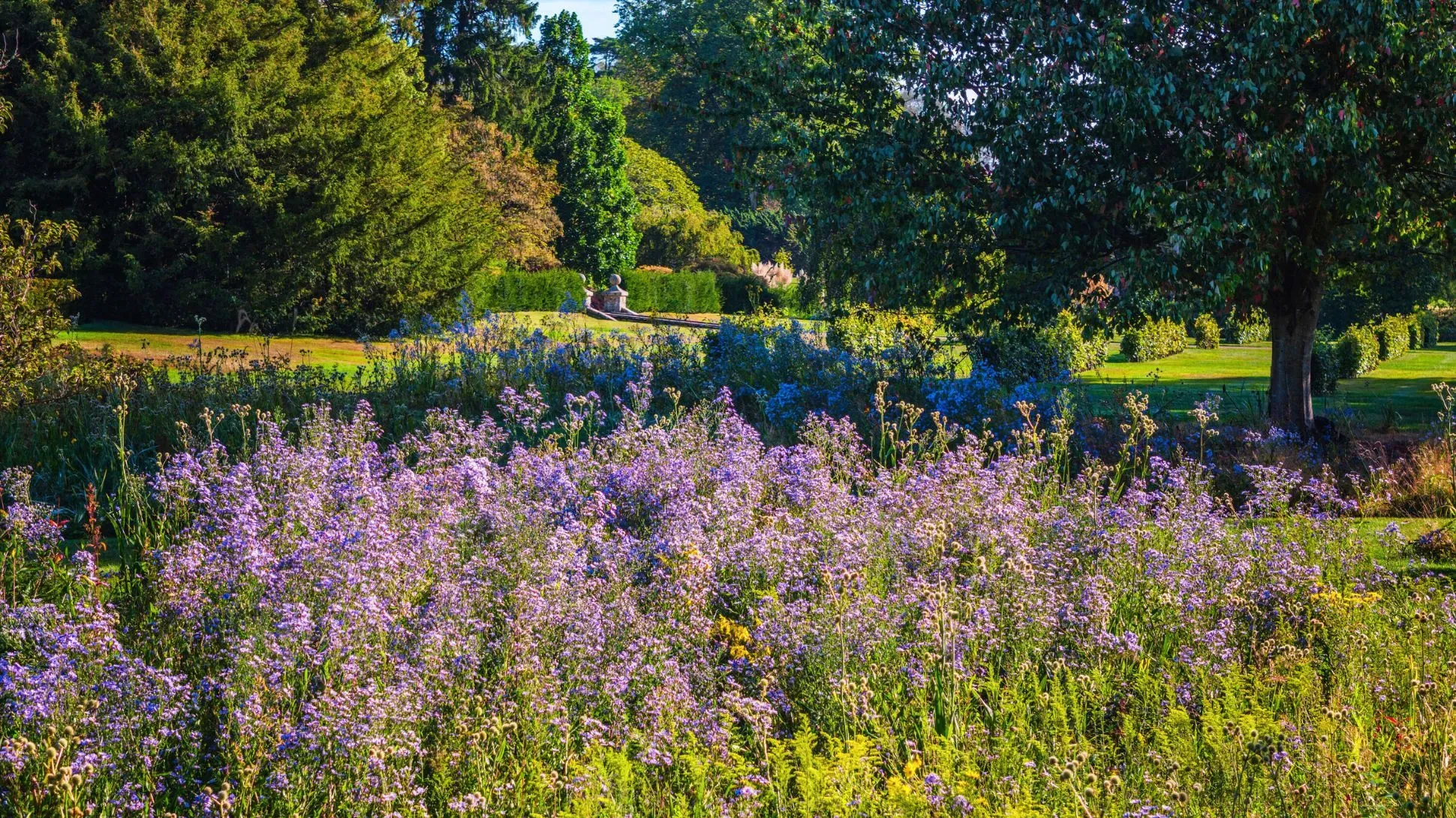 A wide shot of Wakehurst's American Prairie, with a burst of purple from aster flowers, surrounded by grasses and trees,