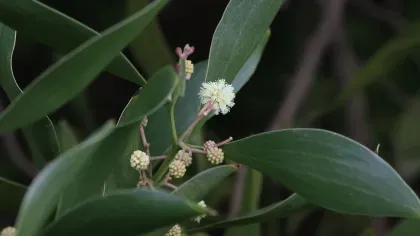 The flowering bud of an Australian Blackwood tree