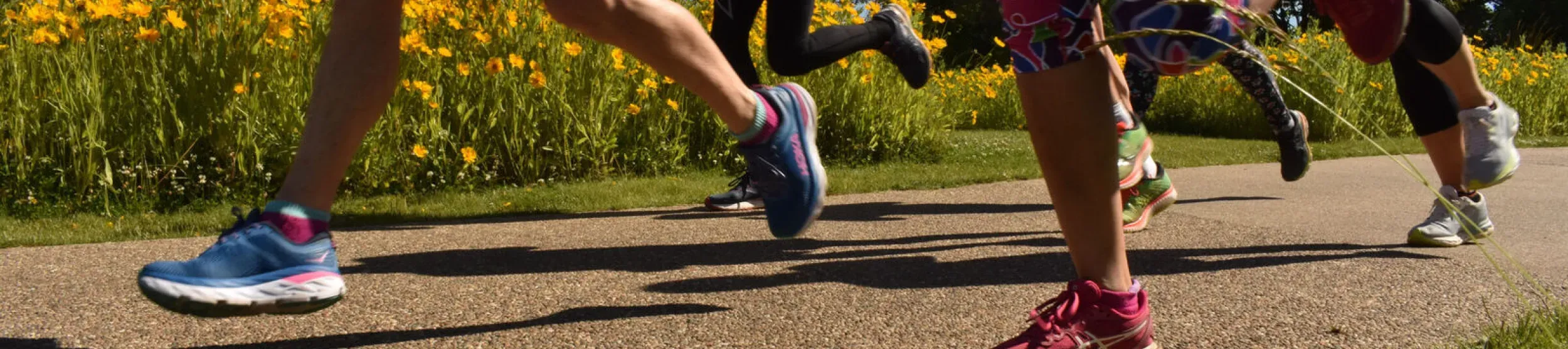 Runners on a path past a field of yellow flowers