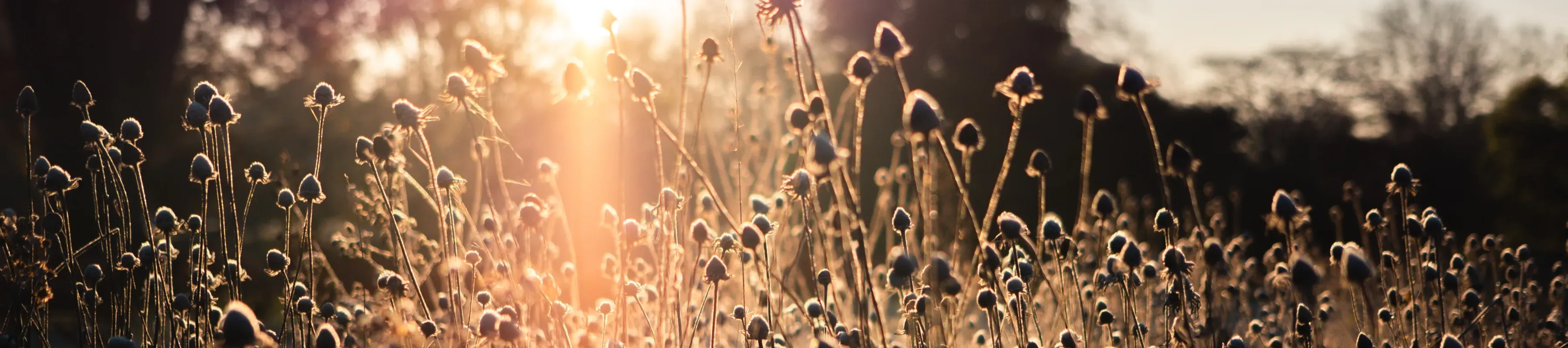 A bed of plants viewed in the early morning sunlight