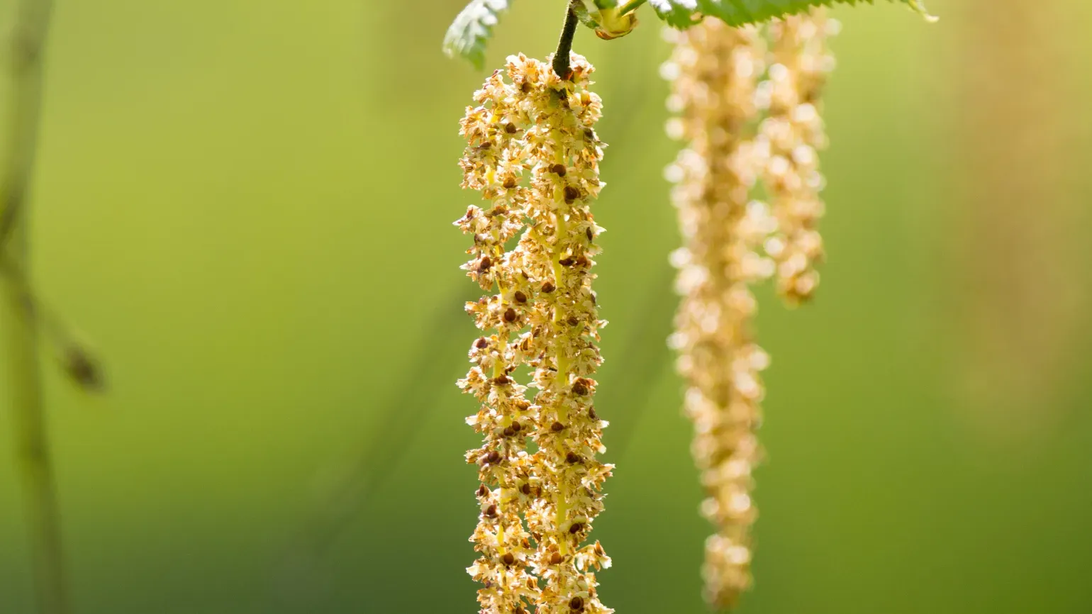 Flowers in the birch collection