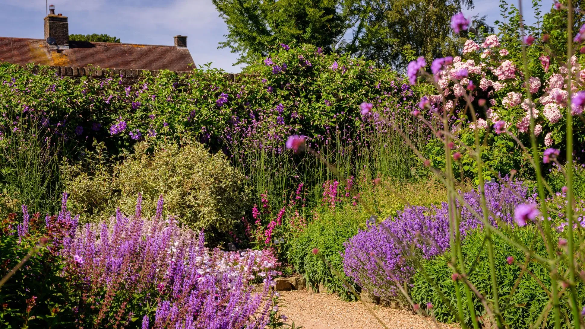 A busy walled garden full of purple and pink flowers