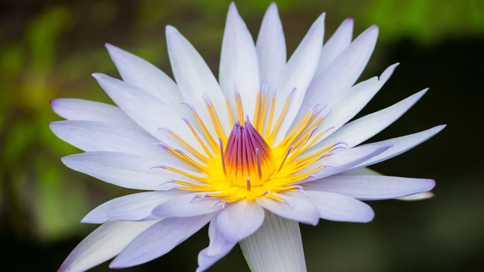 Close-up of waterlily flower