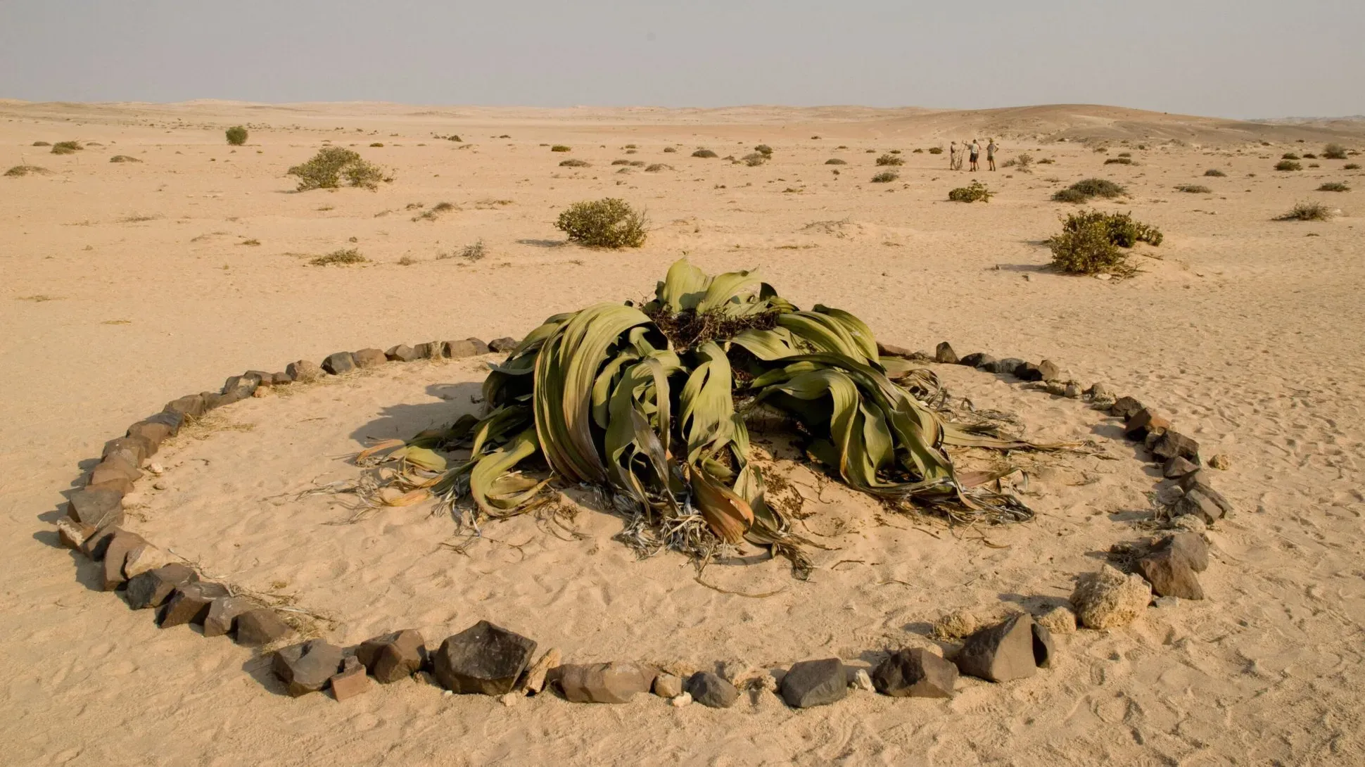 A welwitschia mirabilis with large green strap like leaves in a desert environment surrounded by a circle of rocks