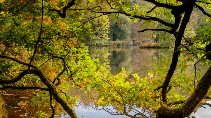 A view of a still lake seen between trees